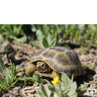 گونه لاکپشت مهمیزدار Mediterranean Spur-thighed Tortoise